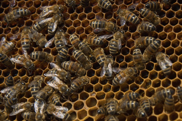 pszczoly13